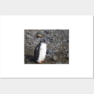 Gentoo penguin chick at Brown Bluff Posters and Art